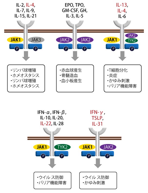 JAKとは