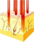 マイクロレーザービームが表皮から真皮の深部まで数多いマイクロネクロティックコラムを形成