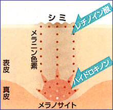 レチノイン酸図式説明