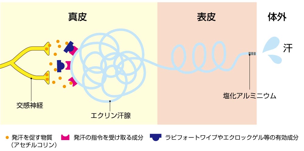 交感神経とエクリン汗腺