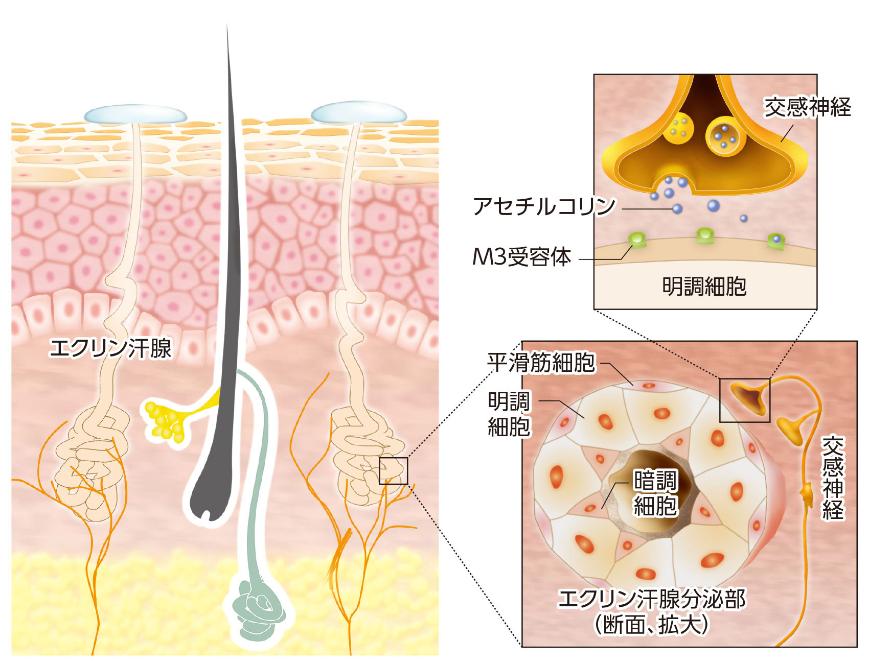 交感神経とエクリン汗腺