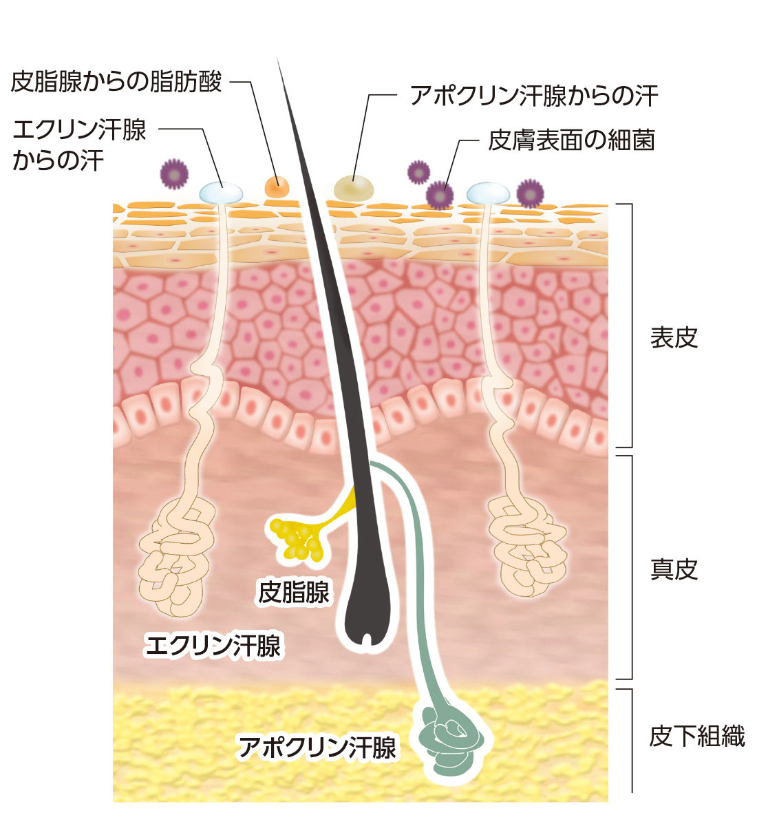 交感神経とエクリン汗腺