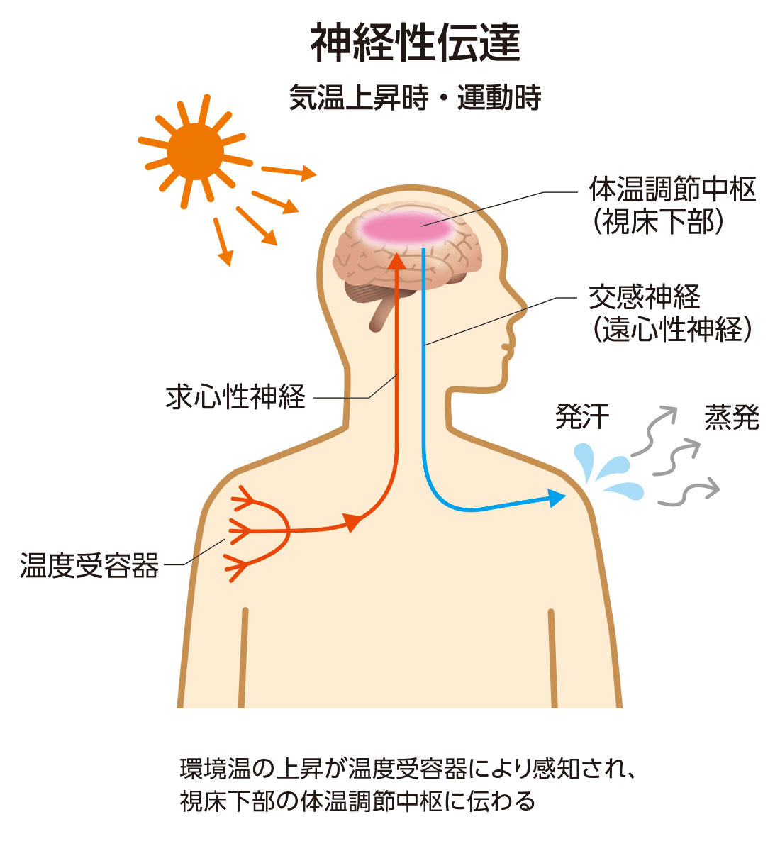 交感神経とエクリン汗腺